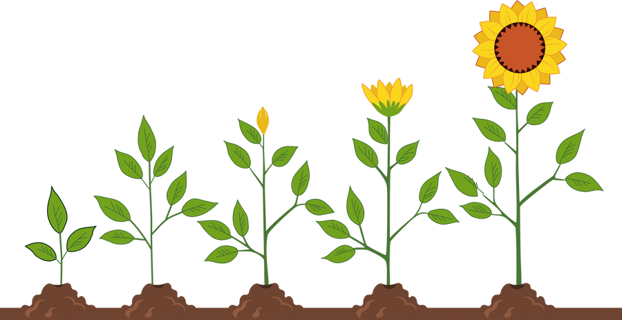 Sunflower Growth Illustration